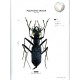 Štrunc V., 2024: Tiger beetles of Africa, , Afrotropical region, Vol. 1