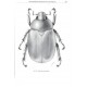 Smith B.T., 2003: A Monografic Revision of the Genus Platycoelia Dejean (Coleoptera: Scarabidae: Rutelinae: Anoplognathini)