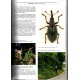 Weevils of Monte Grappa (Coleoptera Curculionoidea), Book 5, 2023