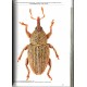 Weevils of Monte Grappa (Coleoptera Curculionoidea), Book 5, 2023