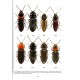 Coléoptères Elateridae de la faune de France Continentale et de Corse, Collection systematique, Vol. 32