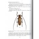 Révision de la tibu des Batocerini I, Genres Abatocera, Doesburgia, Microcriodes, Rosenbergia