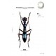 Štrunc V., Klícha M., 2024: Tiger beetles of Orient, vol. 1, Indomalayan region