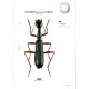 Štrunc V., Klícha M., 2024: Tiger beetles of Orient, vol. 1, Indomalayan region