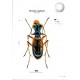 Štrunc V., Klícha M., 2024: Tiger beetles of Orient, vol. 1, Indomalayan region