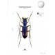 Štrunc V., Klícha M., 2024: Tiger beetles of Orient, vol. 1, Indomalayan region