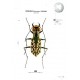 Štrunc V., Klícha M., 2024: Tiger beetles of Orient, vol. 1, Indomalayan region